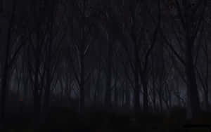 Dark Forest Path In Moonlight Wallpaper