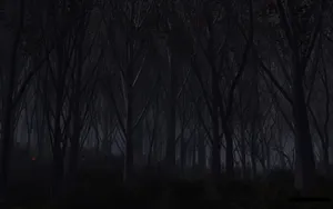 Dark Forest Path In Moonlight Wallpaper