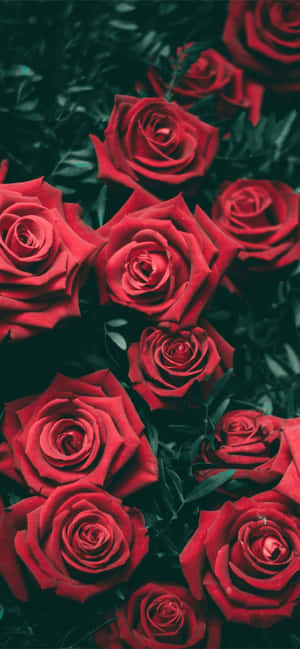 Dark_ Gothic_ Roses_ Aesthetic.jpg Wallpaper