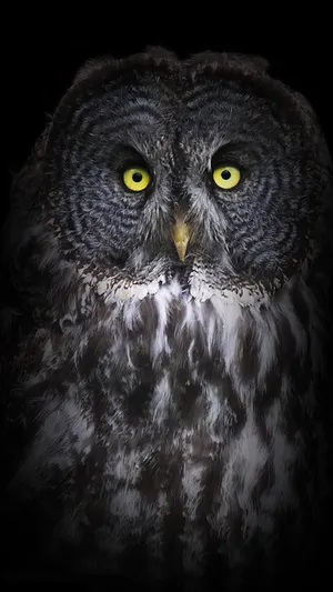 Dark Great Grey Owl Phone Wallpaper