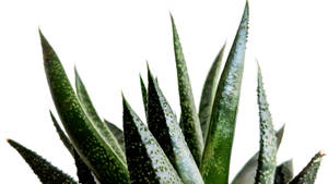 Dark Green Aloe Vera Wallpaper