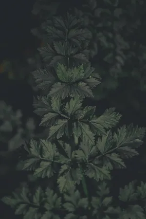 Dark Green Foliage Night Aesthetic.jpg Wallpaper
