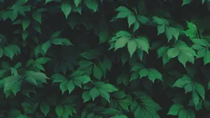 Dark Green Foliage Texture Wallpaper