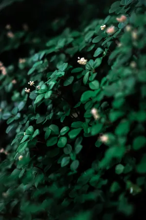 Dark Green Foliage With Flowers_ Vintage Aesthetic.jpg Wallpaper