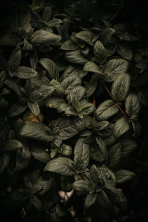 Dark Green Fresh Basil Plant Phone Wallpaper