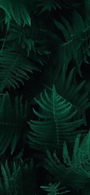 Dark Green Iphone Tropical Fern Leaves Wallpaper