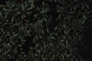 Dark Green Leaves Wallpaper