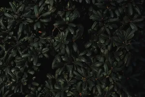 Dark Green Leaves Wallpaper