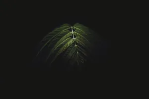 Dark Green Leaves In Dark Wallpaper