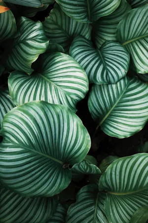 Dark Green Monstera Leaves Wallpaper