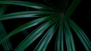 Dark Green Palm Leaf Wallpaper