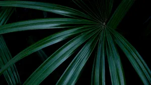 Dark Green Palm Leaf Wallpaper