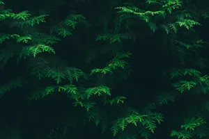 Dark Green Pine Branches Texture Wallpaper