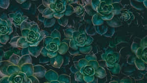 Dark Green Succulent Pattern Wallpaper