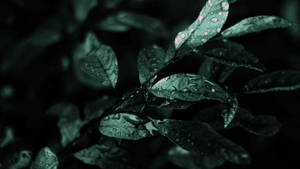 Dark Green Wild Leaves Aesthetic Wallpaper