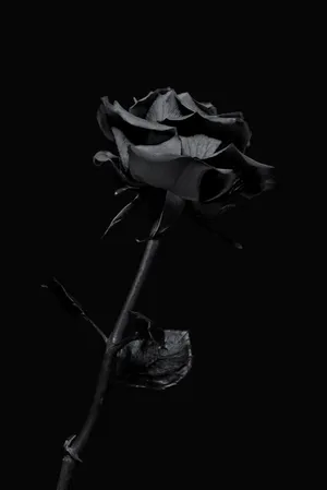 Dark Iphone Black Rose Wallpaper