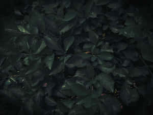 Dark Leafy Texture_ Moody Nature Background Wallpaper