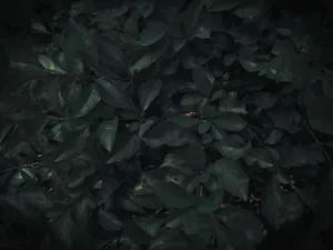 Dark Leafy Texture_ Moody Nature Background Wallpaper