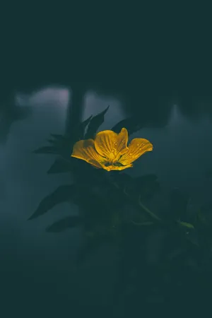 Dark Moody Floral Glow.jpg Wallpaper