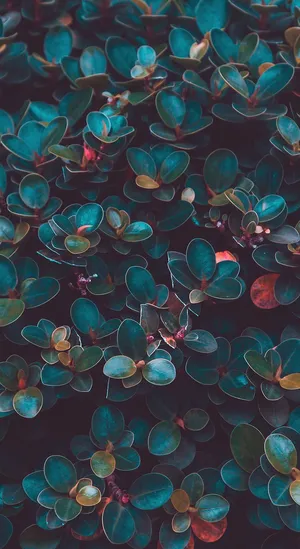 Dark Moody Foliage Texture Wallpaper