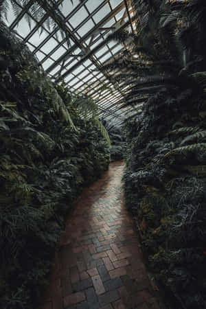 Dark Moody Greenhouse Pathway.jpg Wallpaper