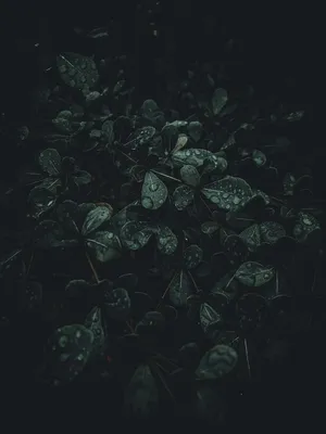 Dark Moody Leaveswith Raindrops Wallpaper