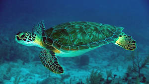 Dark Neon Green Cute Turtle Wallpaper