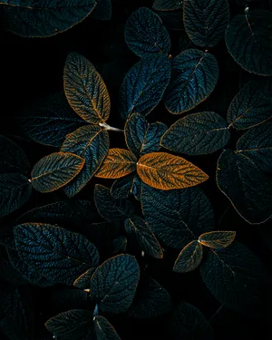 Dark Oval Leaves Cool Android Wallpaper