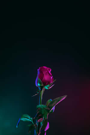 Dark Pink Rose Against Gradient Backdrop.jpg Wallpaper