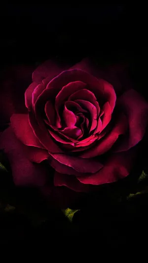 Dark_ Pink_ Rose_ Closeup.jpg Wallpaper