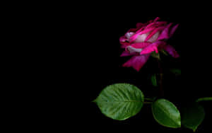 Dark Pink Roseon Black Background.jpg Wallpaper