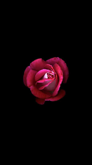 Dark Pink Roseon Black Background.jpg Wallpaper