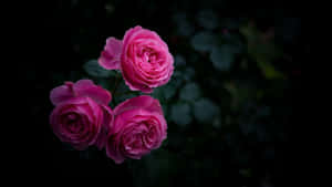 Dark Pink Roses Against Black Background.jpg Wallpaper