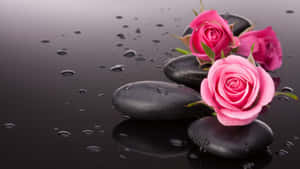 Dark Pink Roseson Black Stones Wallpaper