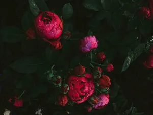 Dark Pink Roseswith Dew Drops Wallpaper