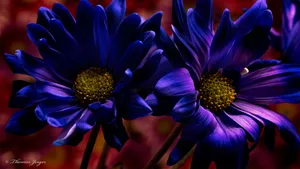 Dark Purple Flowers Laptop Wallpaper