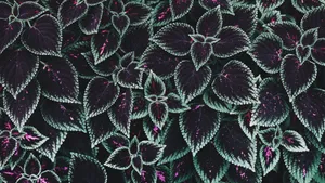 Dark Purple Leaves Texture Wallpaper