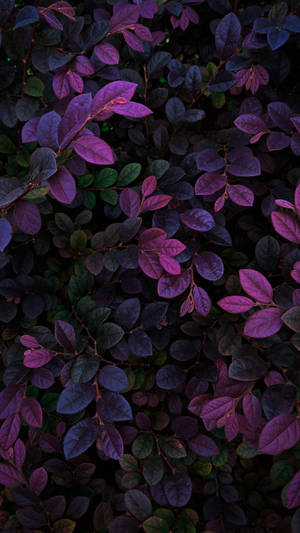 Dark Purple Plant Leaves Iphone Wallpaper