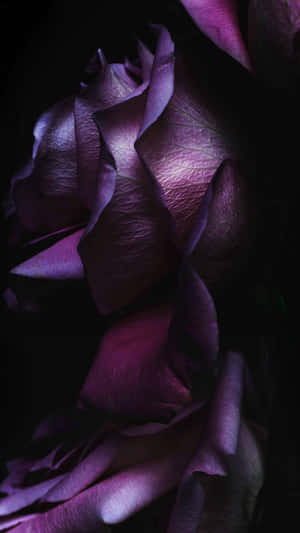 Dark Purple Rose Elegant Iphone Wallpaper