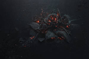 Dark Rose Cool 4k Wallpaper