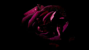 Dark Rose Of Desire Wallpaper