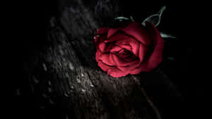 Dark Rose Of Forbidden Love Wallpaper