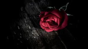 Dark Rose Of Forbidden Love Wallpaper