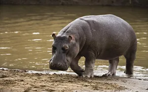 Dark-skinned Hippopotamus Wallpaper