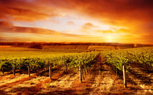 Dark Sunset In Vineyard Wallpaper