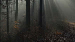 Dark Tales: A Spooky Forest Adventure Wallpaper