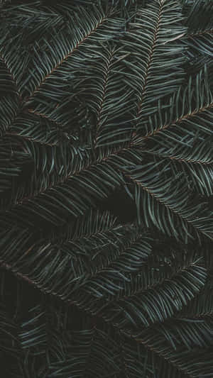 Dark Tropical Foliage Texture Wallpaper