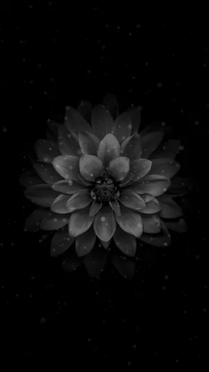 Dark Water Lily Flower Apple Wallpaper