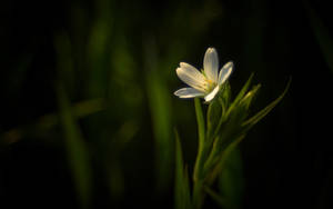 Dark White Floral Grass Wallpaper