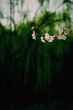 Dark White Hanging Floral Wallpaper